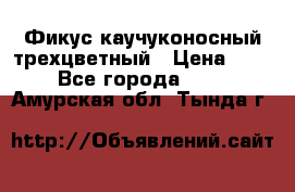 Фикус каучуконосный трехцветный › Цена ­ 500 - Все города  »    . Амурская обл.,Тында г.